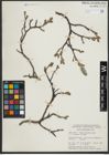 Foto von Salix richardsonii Hook.